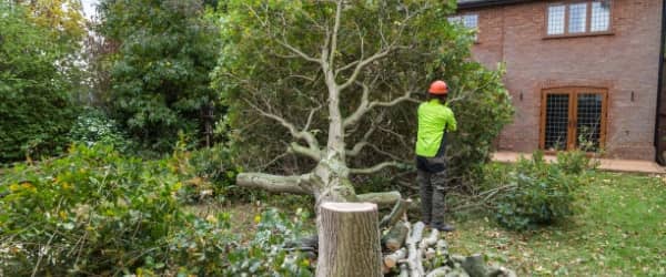 arbre tombe maison