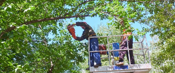 elagueur arbre