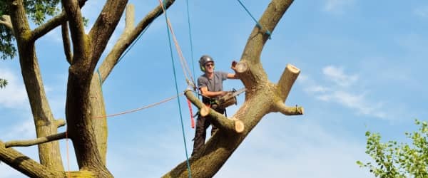 professionnel abattage arbre