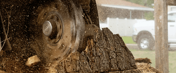 tarif dessouchage arbre