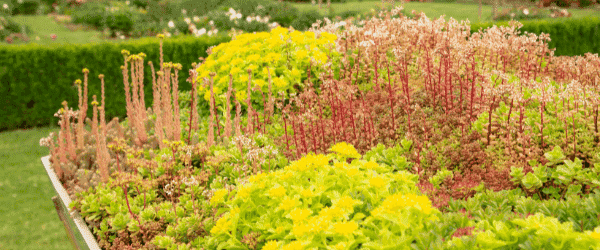 toit terrasse vegetal